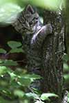 Wildkatze - Bayerischer Wald